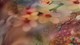 dbo_muller_blossom_multi_2p_detail