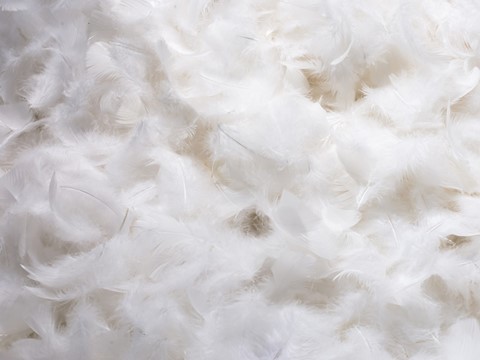 een stapel witte veren